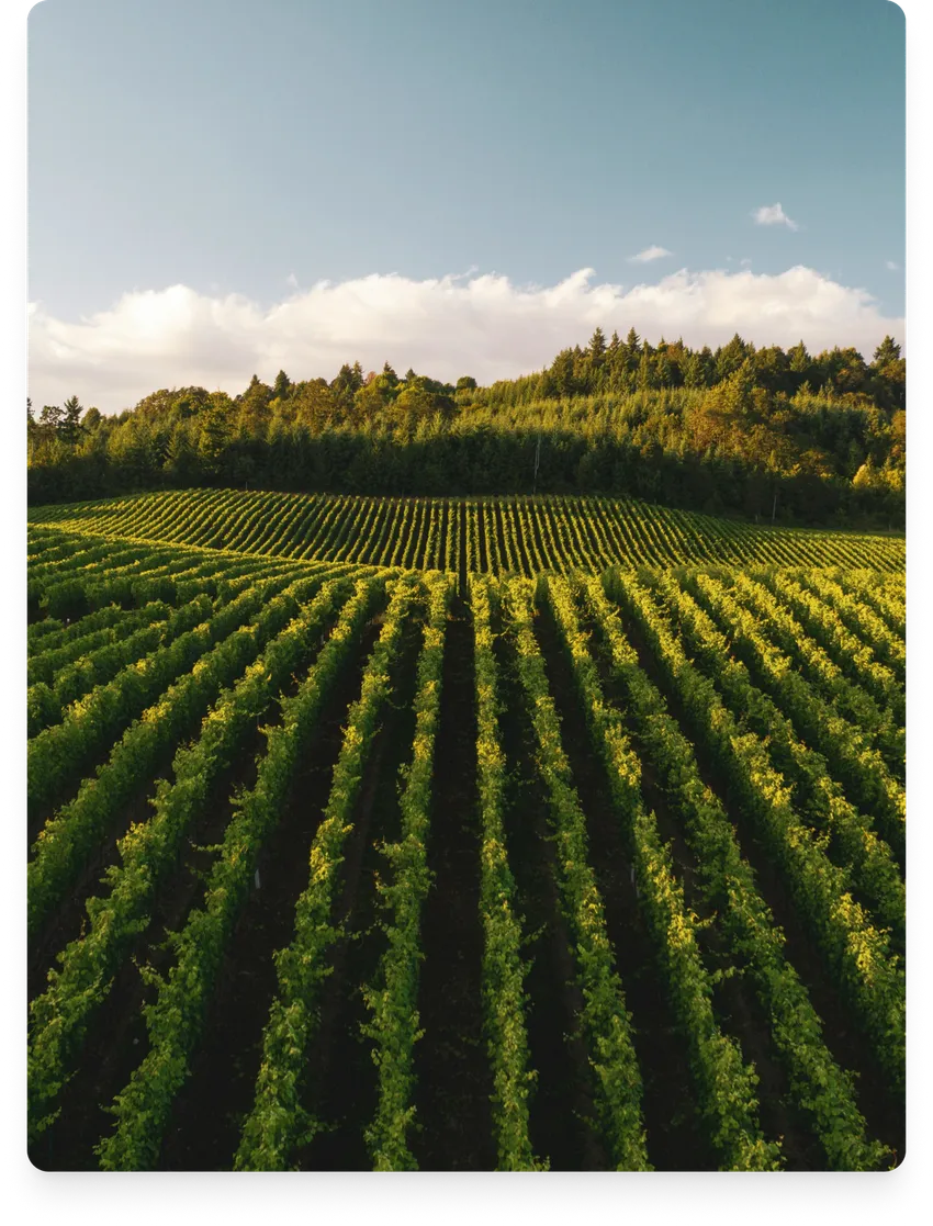 Viñedo